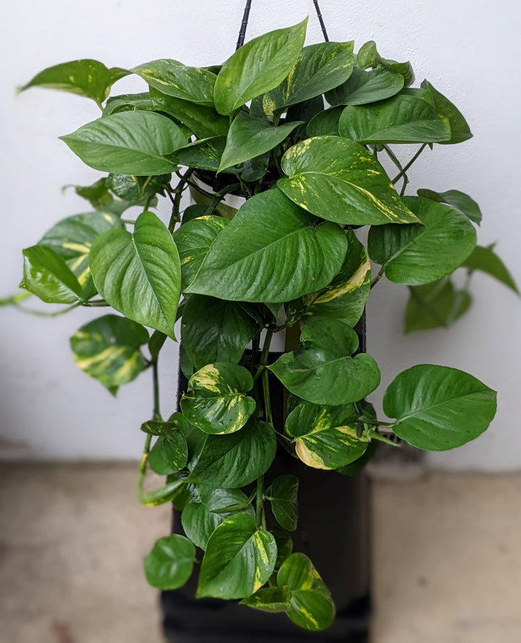 Devil's Ivy - Large & Lush Variegated Green Cascading Indoor Plant