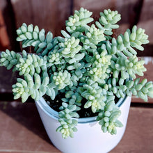Load image into Gallery viewer, Sedum Morganianum - Donkey Tail Succulent Basket
