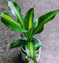 Load image into Gallery viewer, Dracaena Fragrans Happy Plant  in White Ceramic Pot
