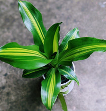 Load image into Gallery viewer, Dracaena Fragrans Happy Plant  in White Ceramic Pot
