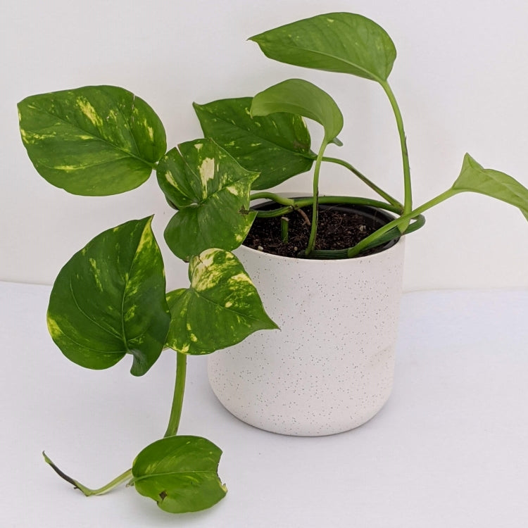 Devil's Ivy - Variegated Epipremnum Green in White Ceramic Pot