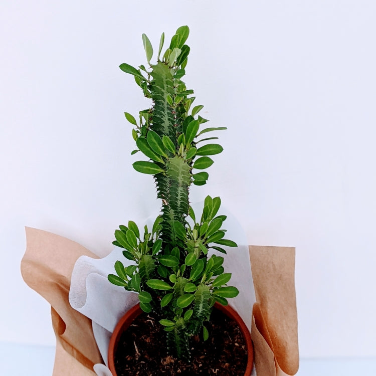Tall Euphorbia Eritrea Ornamental Succulent