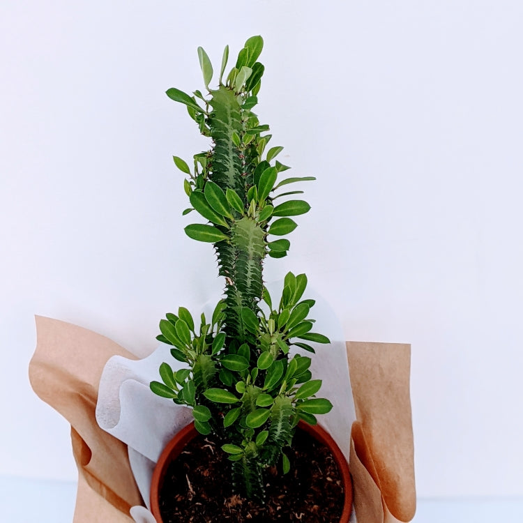 Tall Euphorbia Eritrea Ornamental Succulent – Ollie's Blooms & Plants