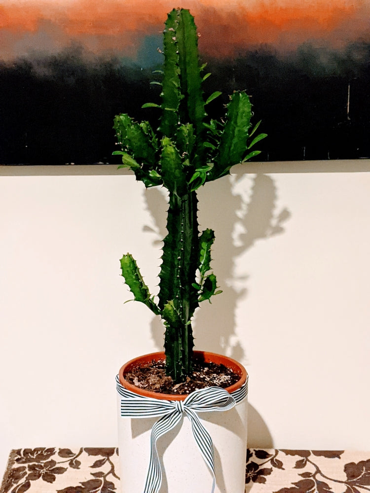 Tall Euphorbia Eritrea Ornamental Succulent