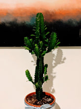 Load image into Gallery viewer, Tall Euphorbia Eritrea Ornamental Succulent

