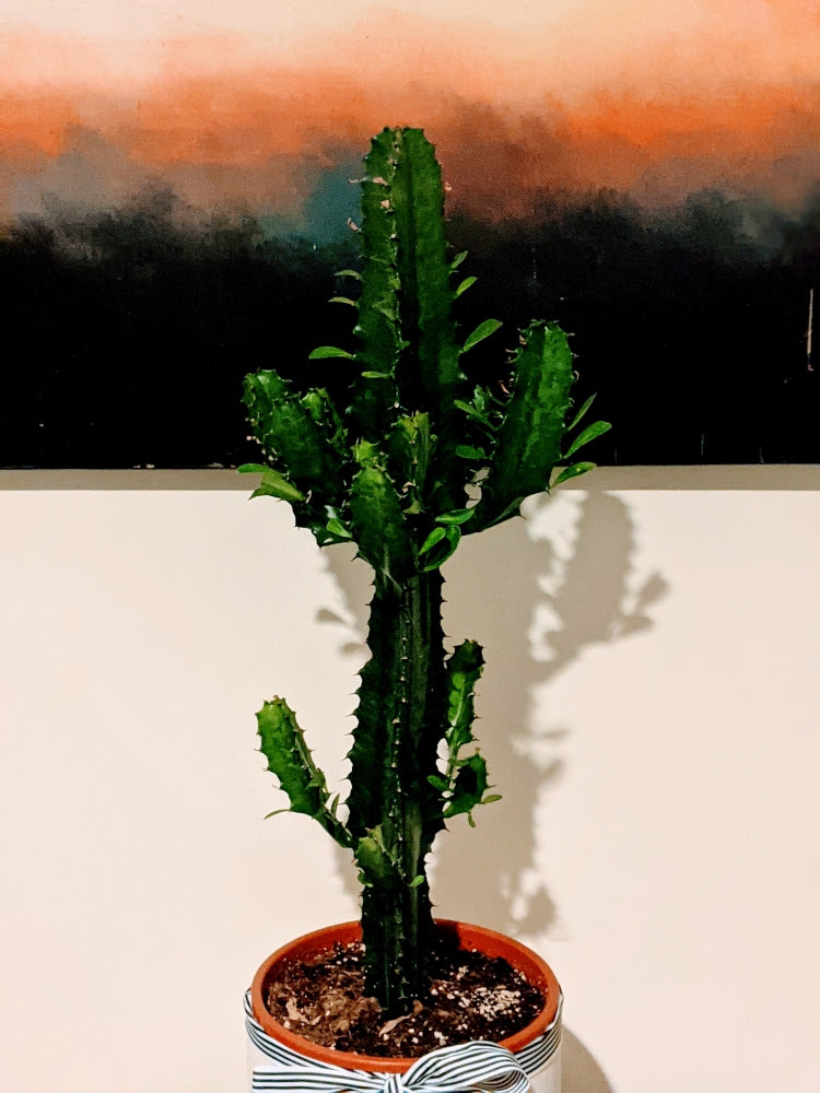 Tall Euphorbia Eritrea Ornamental Succulent – Ollie's Blooms & Plants
