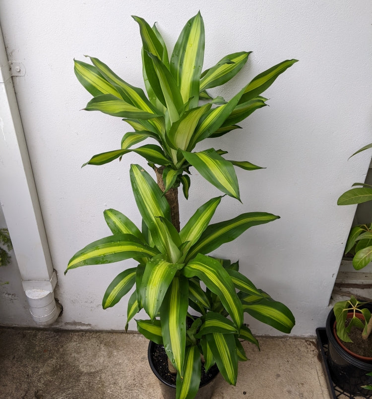 dracaena fragrans price Stunning Dracaena Fragrans Happy Plant