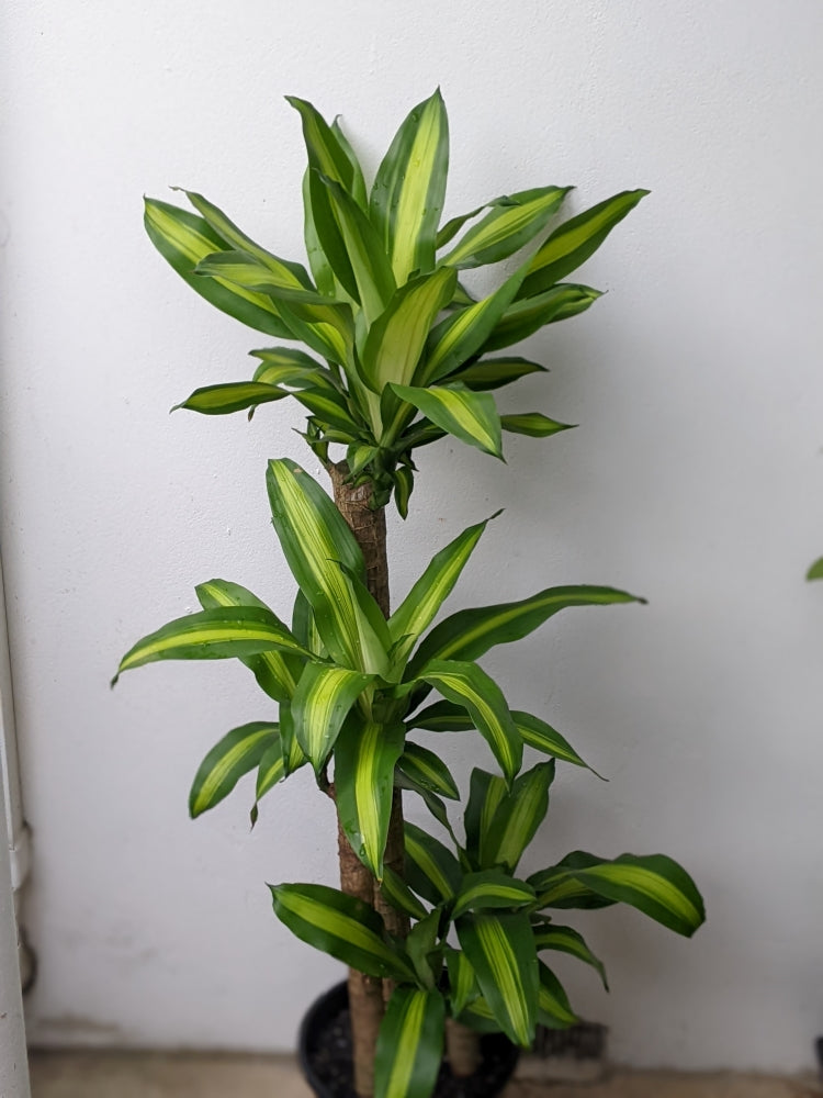 Stunning Dracaena Fragrans Happy Plant - Extra Tall