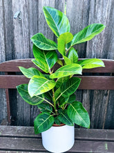 Load image into Gallery viewer, Ficus Altissima Yellow Gem

