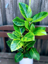 Load image into Gallery viewer, Ficus Altissima Yellow Gem
