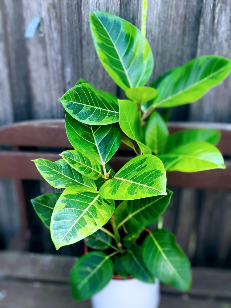 yellow gem rubber tree Ficus Altissima Yellow Gem – Ollie's Blooms & Plants