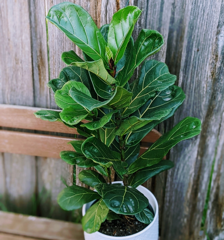 Ficus Lyrata - The Famous Large Tall Fiddle-Leaf Fig Indoor Plant ...