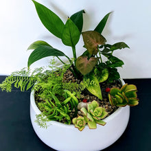 Load image into Gallery viewer, Eden - Garden Bowl of Assorted Indoor Plants
