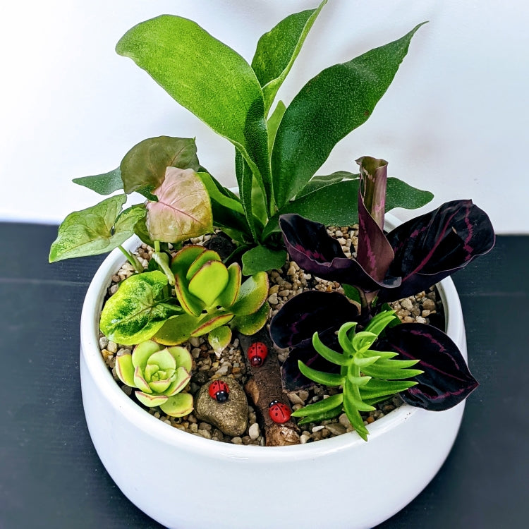 Eden - Garden Bowl of Assorted Indoor Plants