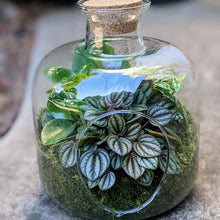 Load image into Gallery viewer, Modern Glass Terrarium with Cork Lid
