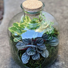 Load image into Gallery viewer, Modern Glass Terrarium with Cork Lid
