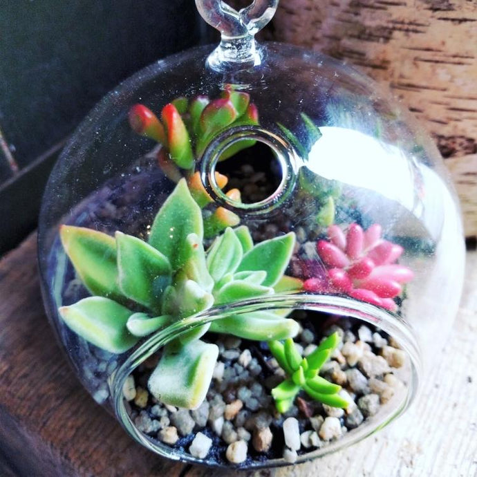 Ollie - Hanging Bowl Terrarium - Ollie's Blooms & Plants