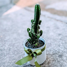 Load image into Gallery viewer, Lonely Cactus in White/Grey ceramic pot
