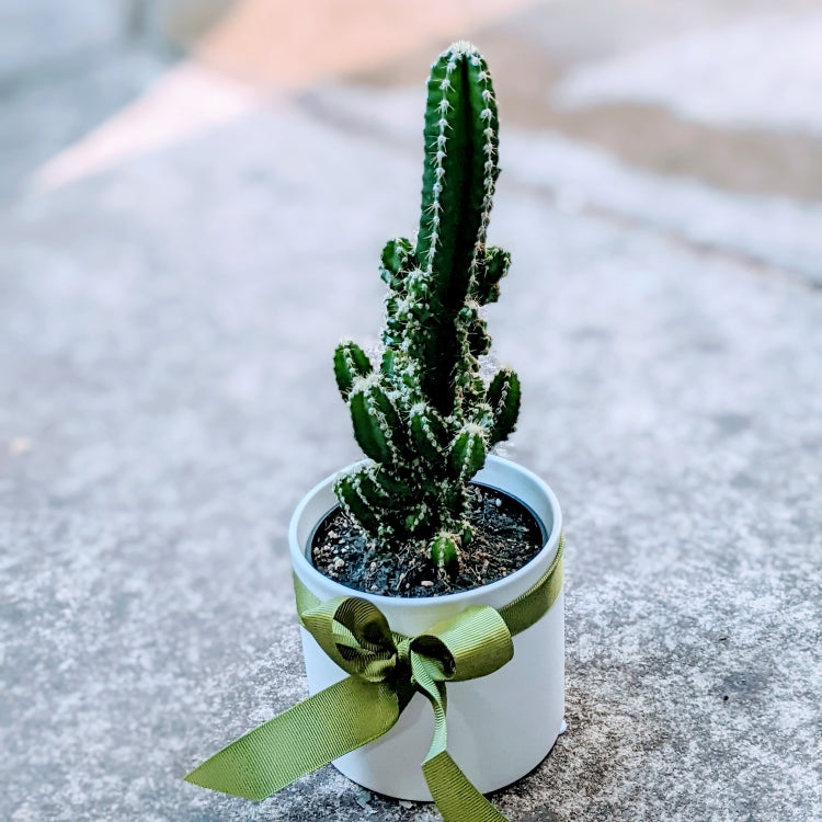Lonely Cactus in White/Grey ceramic pot