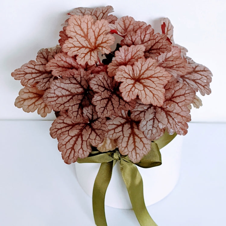 Heuchera - Showy Colour Leaves Indoor Plant