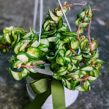 Load image into Gallery viewer, Collector - Inside Variegated HOYA Indian Rope in White Ceramic Pot
