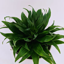 Load image into Gallery viewer, Dracaena Compacta - Compact Happy Plant in White Ceramic Pot
