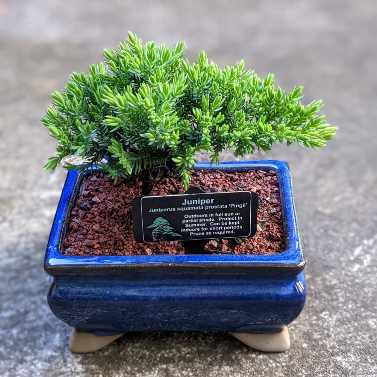 Japanese Garden Bonsai