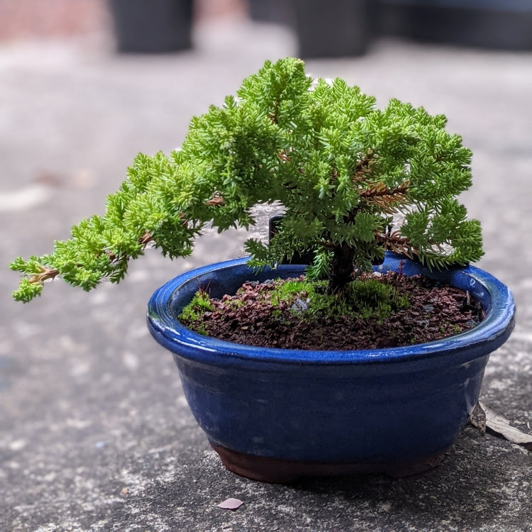 Japanese Garden Bonsai