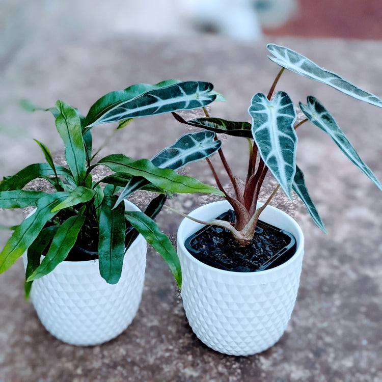 Just the Two of Us - 2 Small Assorted Indoor Plants in contemporary ceramic pots