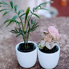 Load image into Gallery viewer, Just the Two of Us - 2 Small Assorted Indoor Plants in contemporary ceramic pots
