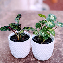 Load image into Gallery viewer, Just the Two of Us - 2 Small Assorted Indoor Plants in contemporary ceramic pots
