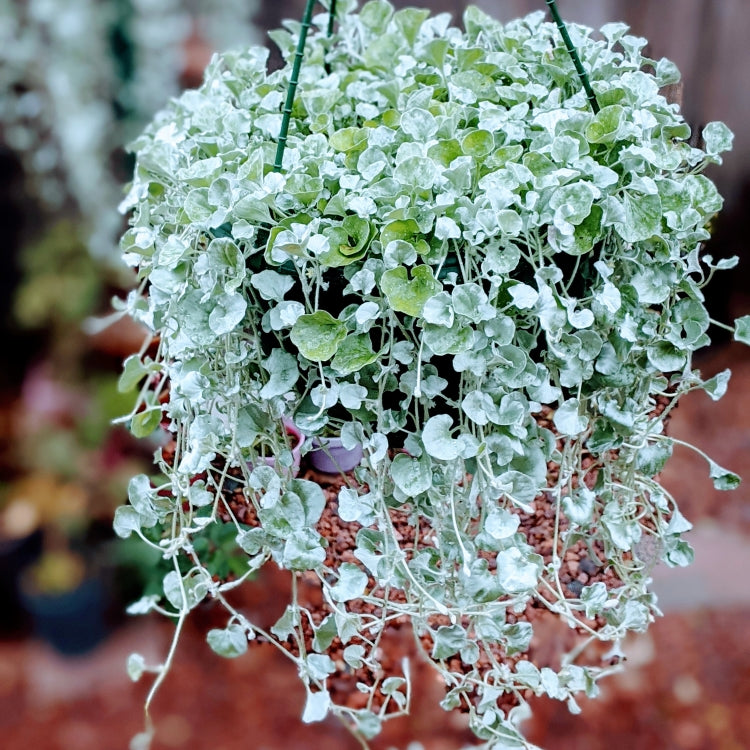 Dichondra Argentea