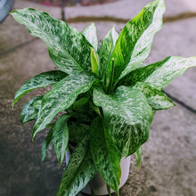 Load image into Gallery viewer, Leopard Lily - Lush Compact Variegated Dieffenbachia Indoor Plant
