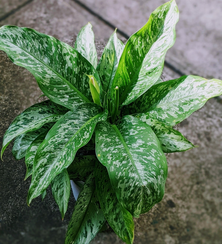 Leopard Lily - Lush Compact Variegated Dieffenbachia Indoor Plant