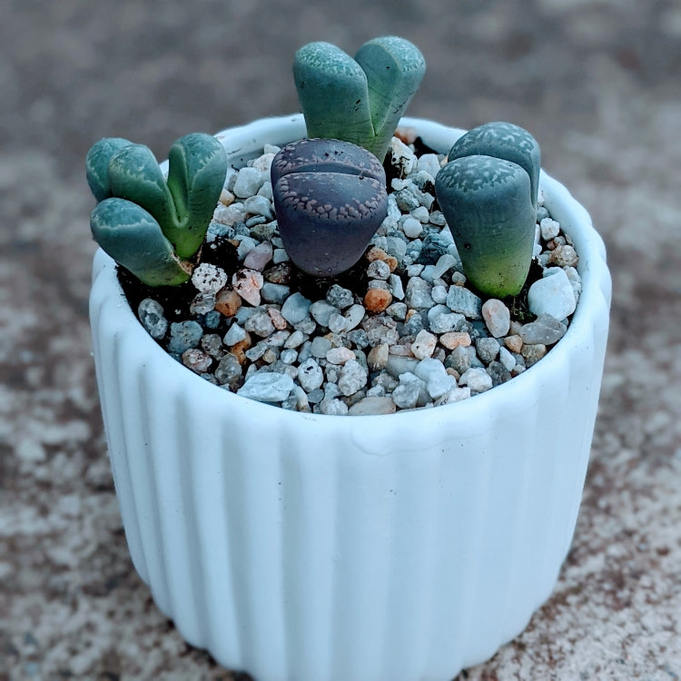 Living Stones - 4 Lithops Succulents Cuteness in a Ceramic Pot