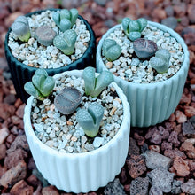 Load image into Gallery viewer, Living Stones - 4 Lithops Succulents Cuteness in a Ceramic Pot
