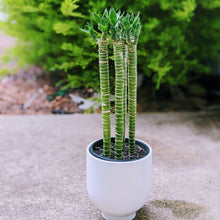 Load image into Gallery viewer, Lotus Bamboo Cane - New Lucky Bamboo
