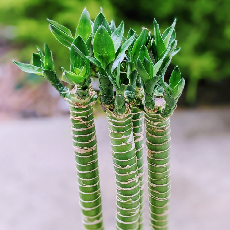 lotus lucky bamboo Lotus Bamboo Cane