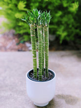 Load image into Gallery viewer, Lotus Bamboo Cane - New Lucky Bamboo
