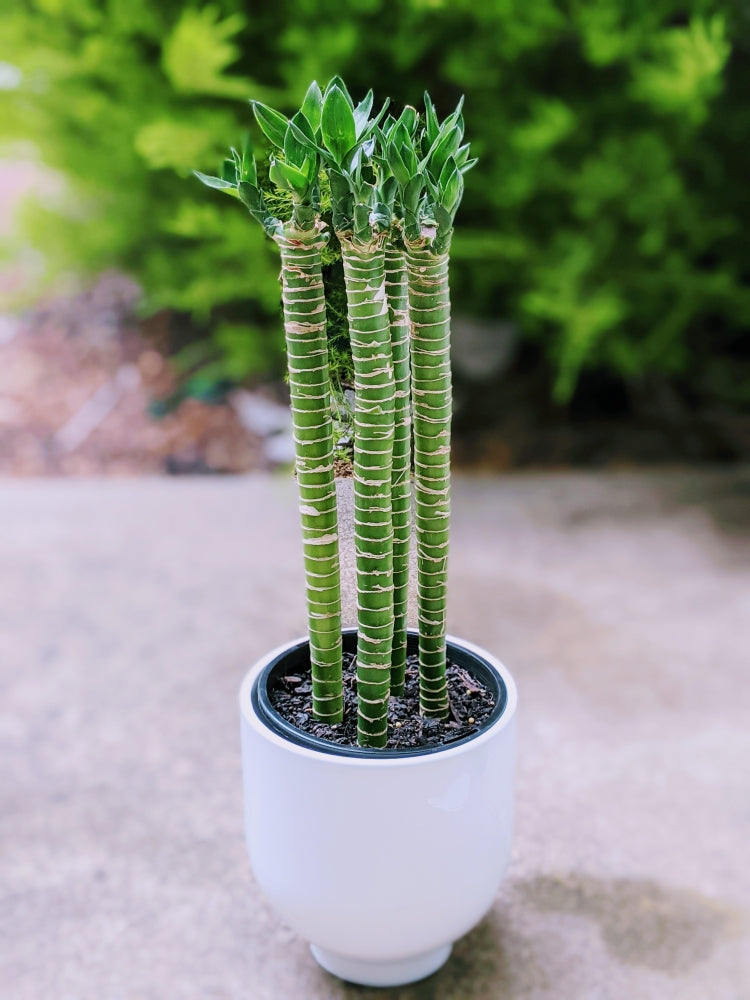 dracaena lotus bamboo Lotus Bamboo Cane