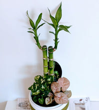 Load image into Gallery viewer, Lucky Bamboo/Parlour Palm Garden with Assorted Mini Plants in White Ceramic Pot
