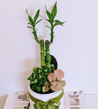 Load image into Gallery viewer, Lucky Bamboo/Parlour Palm Garden with Assorted Mini Plants in White Ceramic Pot
