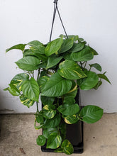 Load image into Gallery viewer, Devil&#39;s Ivy - Large &amp; Lush Variegated Green Cascading Indoor Plant
