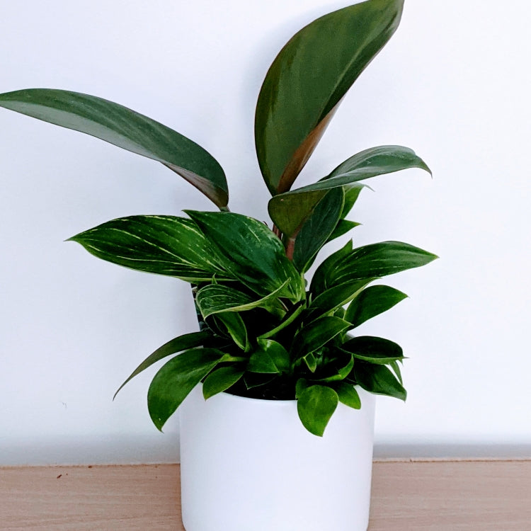 Mix Philodendron - Healthy & Happy Philodendron in White ceramic pot