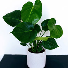 Load image into Gallery viewer, Monstera Deliciosa in White or Pink Pot
