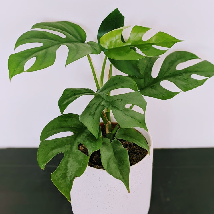 Monstera Rhaphidophora Tetrasperma in White or Pink Pot – Ollie's ...