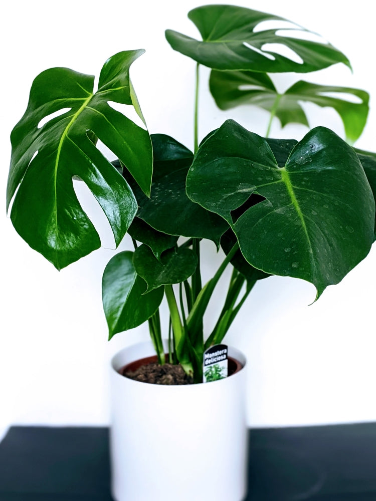 Monstera Deliciosa in White or Pink Pot