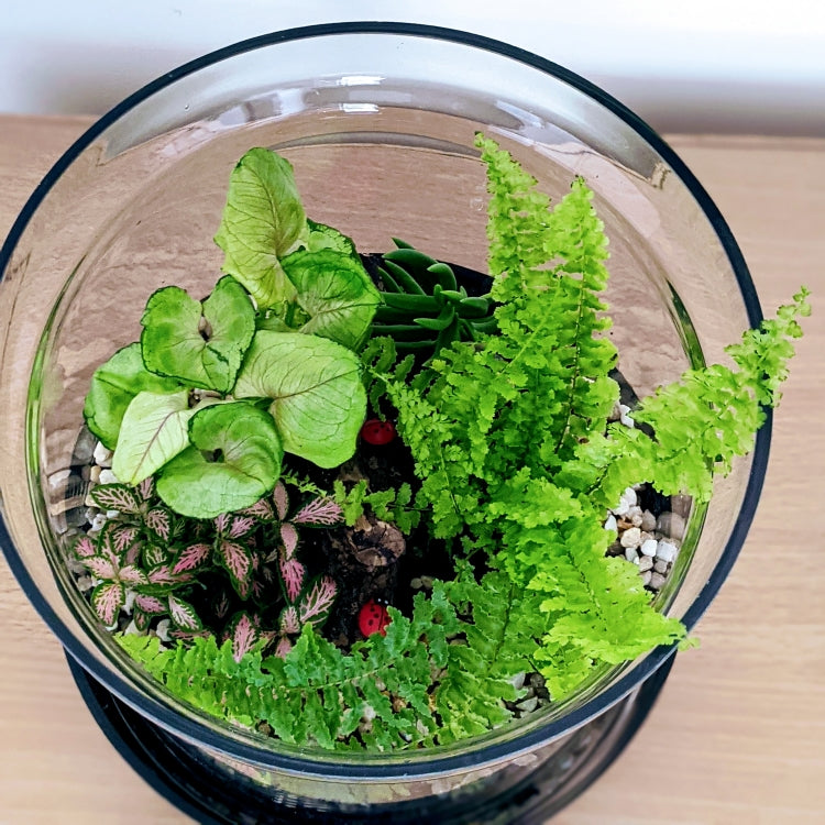 closed terrarium plants australia Forest Nature