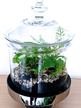 Load image into Gallery viewer, Forest Nature - &quot;Closed&quot; Terrarium

