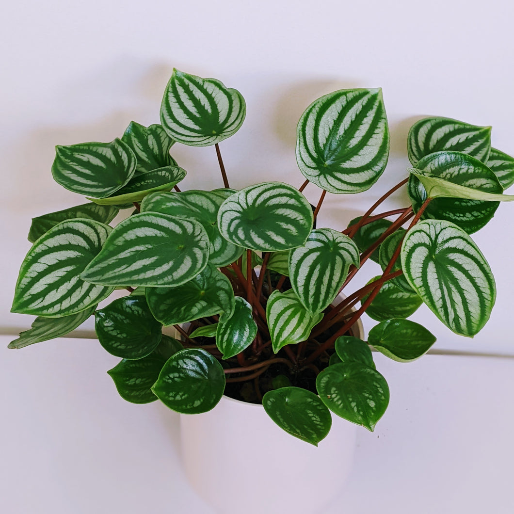 Watermelon Peperomia - Ultimate Indoor Plant Collector